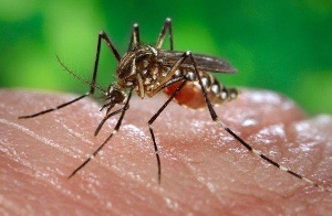 Muỗi là nguyên nhân chính truyền dịch Zika. Ảnh: internet